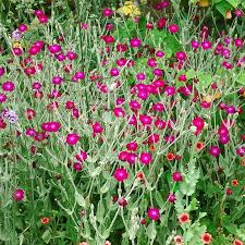 Image result for Lychnis coronaria