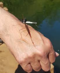 Attēlu rezultāti vaicājumam “Ranatra linearis”