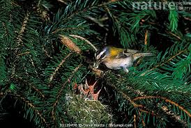 Attēlu rezultāti vaicājumam “Regulus regulus adult”