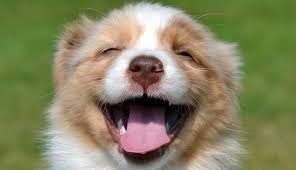 Afbeeldingsresultaat voor honden