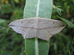 Attēlu rezultāti vaicājumam “Timandra comae”