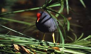 Image result for Biggleswade Sc