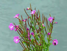 Attēlu rezultāti vaicājumam “Epilobium hirsutum leaf”