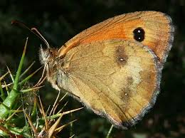 Attēlu rezultāti vaicājumam “Coenonympha pamphilus upperside”