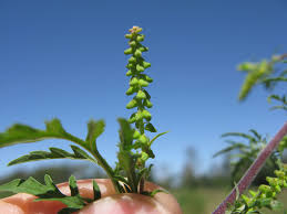 Attēlu rezultāti vaicājumam “Ambrosia artemisiifolia”