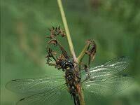 Attēlu rezultāti vaicājumam “Somatochlora flavomaculata”