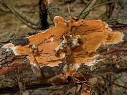 Attēlu rezultāti vaicājumam “Gloeoporus taxicola”