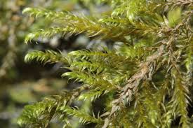 Attēlu rezultāti vaicājumam “Hygroamblystegium varium”