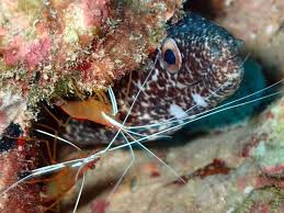 Image result for Gymnothorax moringa