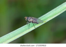 Attēlu rezultāti vaicājumam “Javesella pellucida male”