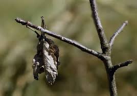 Attēlu rezultāti vaicājumam “Aporia crataegi larva”