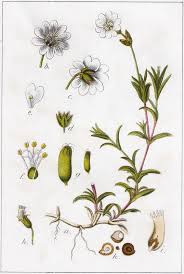 Attēlu rezultāti vaicājumam “Cerastium arvense flower”