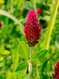 Image result for Trifolium incarnatum