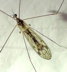 Attēlu rezultāti vaicājumam “Limoniidae”