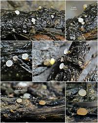 Attēlu rezultāti vaicājumam “Badhamiopsis praetermissa macro”