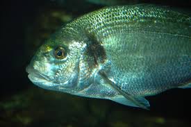 Image result for Sparus aurata