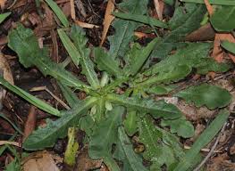 Attēlu rezultāti vaicājumam “Hypochaeris radicata fruit”
