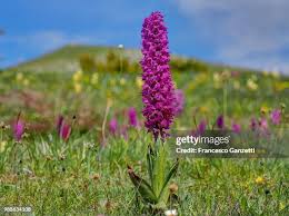 Attēlu rezultāti vaicājumam “Orchis mascula flower”