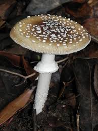 Attēlu rezultāti vaicājumam “Amanita pantherina”