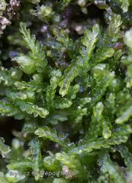 Attēlu rezultāti vaicājumam “Cephalozia connivens”