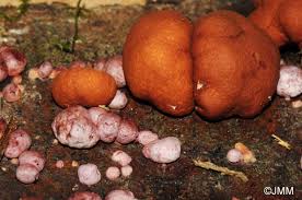 Attēlu rezultāti vaicājumam “Hypocrea rufa”