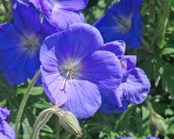Image result for Geranium pratense