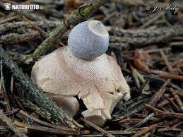Attēlu rezultāti vaicājumam “Geastrum quadrifidum”