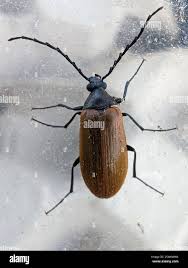 Attēlu rezultāti vaicājumam “Pseudocistela ceramboides”