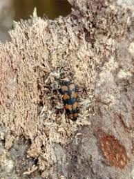 Attēlu rezultāti vaicājumam “Leptura quadrifasciata”