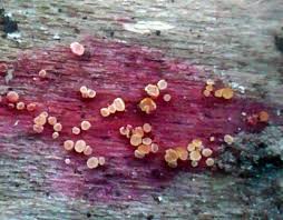 Attēlu rezultāti vaicājumam “Hyphodiscus hymeniophilus”