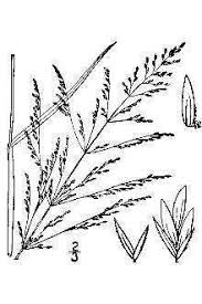 Attēlu rezultāti vaicājumam “Poa palustris leaf”