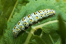 Attēlu rezultāti vaicājumam “Cucullia verbasci”