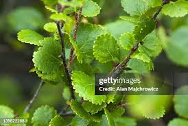 Attēlu rezultāti vaicājumam “Betula nana”