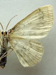 Attēlu rezultāti vaicājumam “Cyclophora annularia”