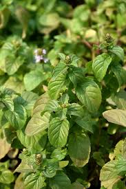 Image result for Mentha piperita