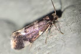 Attēlu rezultāti vaicājumam “Incurvaria praelatella”