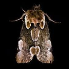 Attēlu rezultāti vaicājumam “Thyatira batis imago”