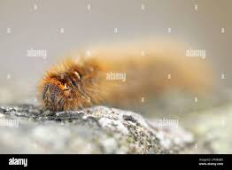 Attēlu rezultāti vaicājumam “Lasiocampa quercus larva”