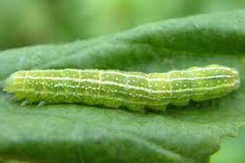Attēlu rezultāti vaicājumam “Lithophane furcifera”