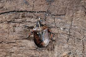 Attēlu rezultāti vaicājumam “Jalla dumosa”