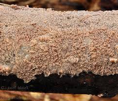 Attēlu rezultāti vaicājumam “Phlebia radiata”