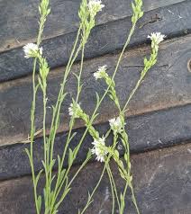 Attēlu rezultāti vaicājumam “Berteroa incana flower”