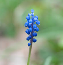 Attēlu rezultāti vaicājumam “Muscari botryoides”