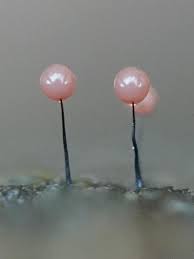 Attēlu rezultāti vaicājumam “Comatricha elegans”