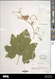 Attēlu rezultāti vaicājumam “Bryonia alba leaf”