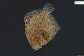 Image result for Scophthalmus maximus