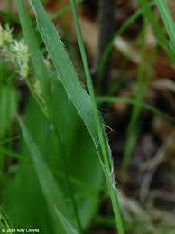 Attēlu rezultāti vaicājumam “Luzula luzuloides leaf”