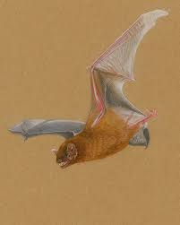 Attēlu rezultāti vaicājumam “Nyctalus noctula”