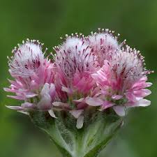 Attēlu rezultāti vaicājumam “Antennaria dioica”