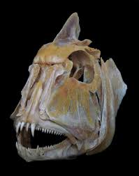 Image result for Dentex dentex